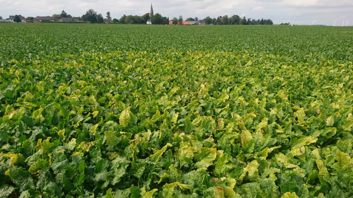 In Befallsnestern, wie hier im Vordergrund zu sehen, ermittelte der Rheinische Rübenbauer-Verband (RRV) 2020 im Mittel 28 Prozent Ertragsrückgang und 34 Prozent weniger Zuckergehalt. Foto: RRV