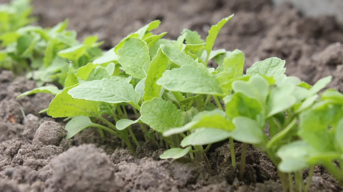 Um Rübstiel zu ziehen, werden Samen von Speiserüben sehr dicht ausgesät, um die Wurzelbildung zu unterdrücken. Es gibt aber auch eine speziell auf die Blattausbildung gezüchtete Sorte. Foto: Fotolia