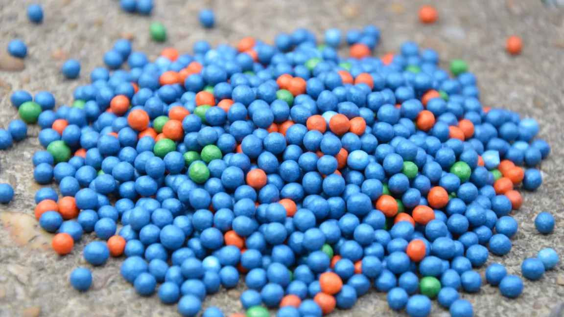 Die pillierten Zuckerrübensamen haben einen Durchmesser von rund 3 Millimetern. Bei der Beizung des Saatguts werden pro Hektar 50 bis 60 Quadratmeter mit Insektiziden behandelt, bei einer Flächenspritzung sind es 10 000 Quadratmeter. Foto: Matthias Wiedenau