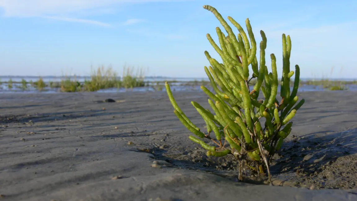 Die Pionierpflanze kann flache Gezeitenbereiche besiedeln, da sie sich an die hohe Salzkonzentration angepasst hat. Foto: Shuttertock