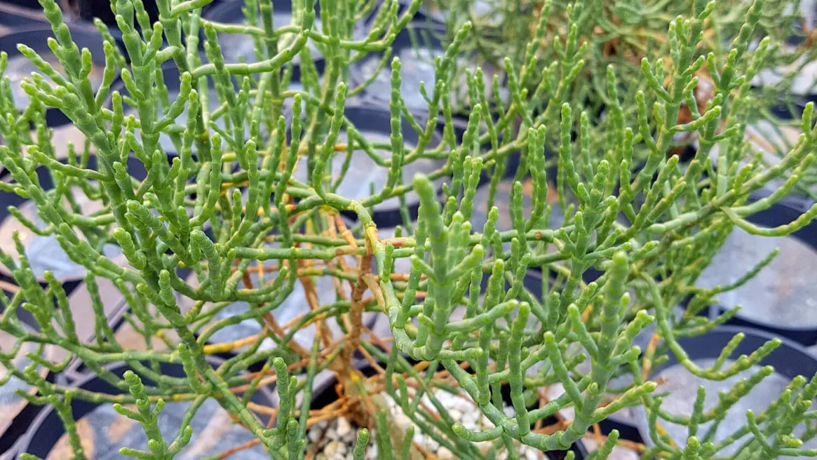 Mit ein wenig Know-how ist es auch möglich, Queller im Garten oder Gewächshaus zu kultivieren. Foto: iStock