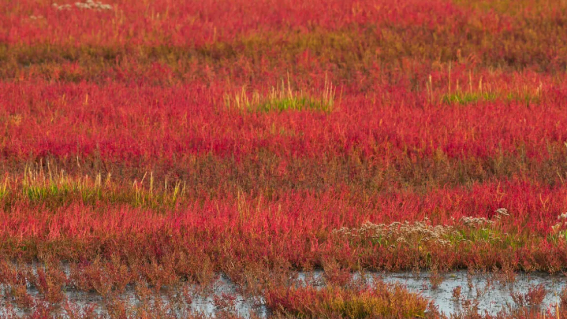 Im Herbst färbt sich das Salzkraut rotbraun und stirbt ab Foto: shuttertock