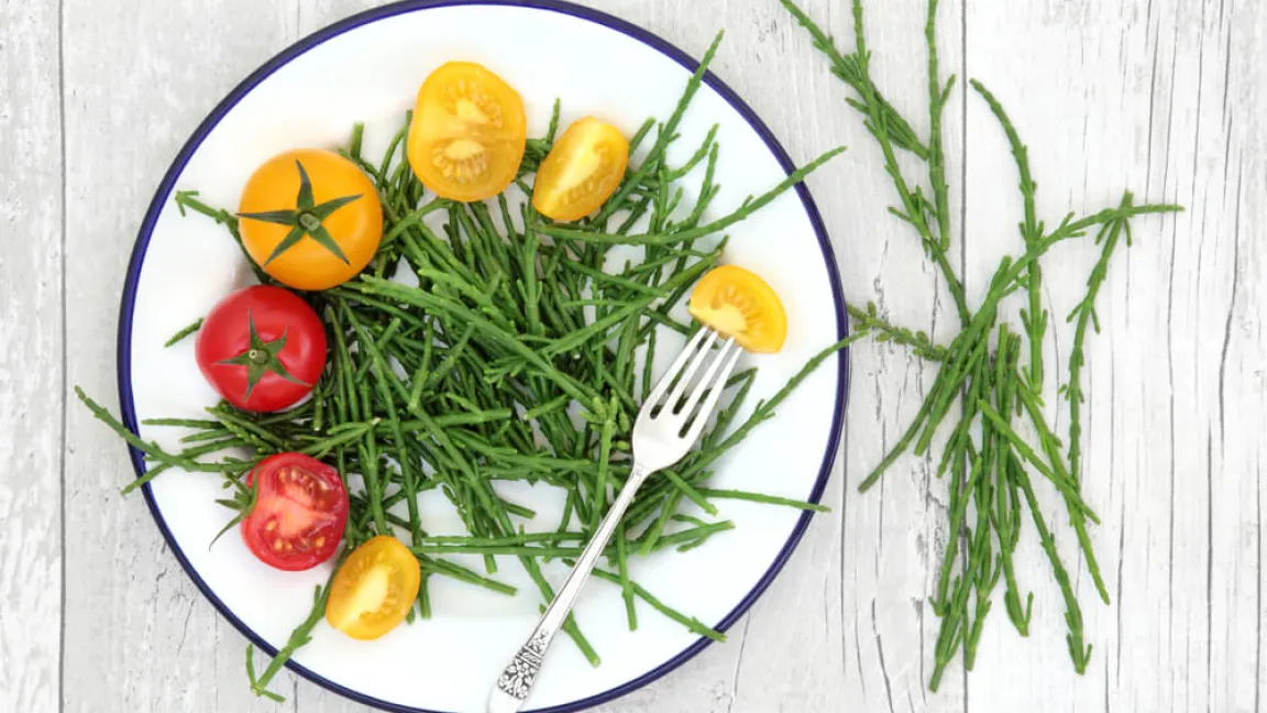 Queller ist ein Wildgemüse, das in Küstengebieten wächst. Foto: Shutterstock