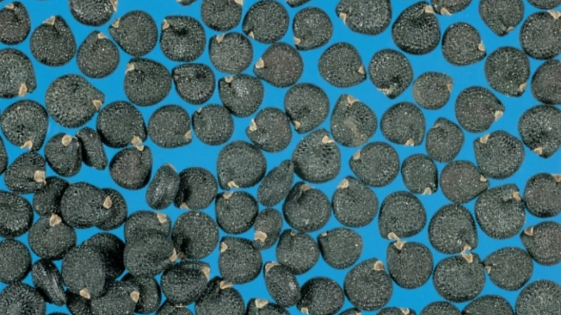 Eine Pflanze Sommerportulak kann bis zu 193 000 Samen hervorbringen. Foto: BASF SE