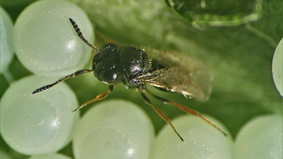 Die Samuraiwespe parasitiert die Eier der Marmorierten Baumwanze.
Foto: Klaus Schrameyer, LTZ Augustenberg