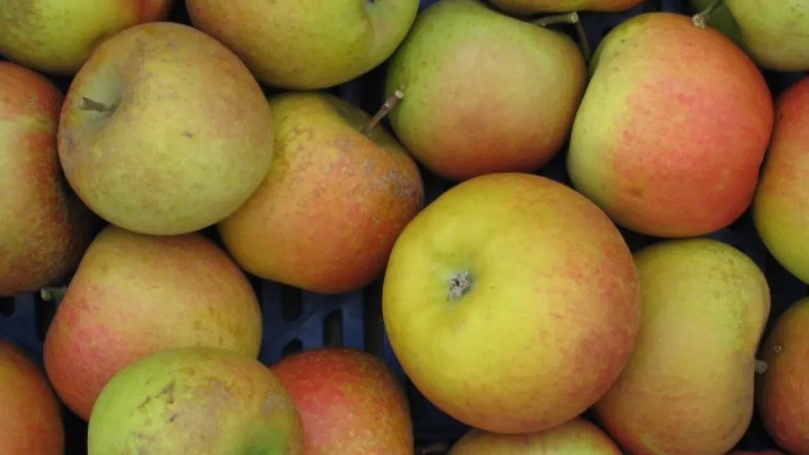 De Apfelsorte Sapora hat das zeug dazu, sich fest in der Ladentheke zu etablieren. Foto: Frank Rueß