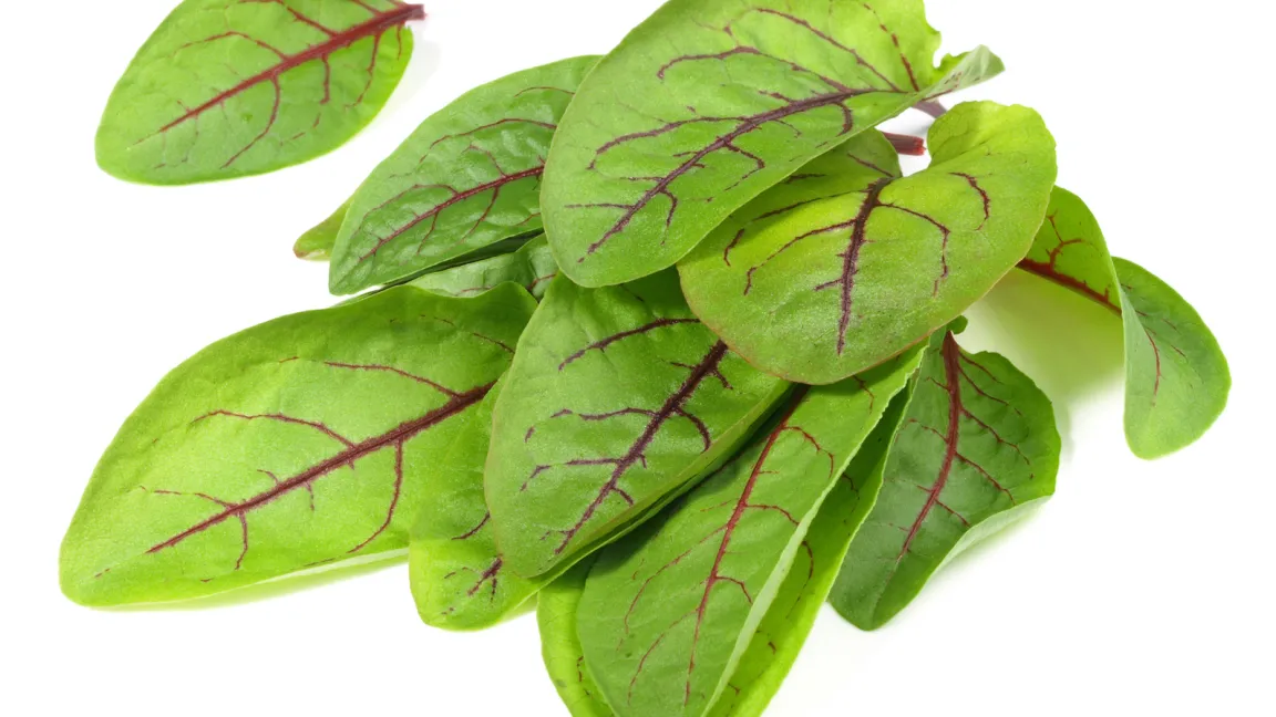 Sauerampfer ist sehr gesund. Er enthält Vitamin C, Kalium und diverse Bitter- und Gerbstoffe, die den Appetit anregen und die Verdauung fördern. Foto: Fotolia