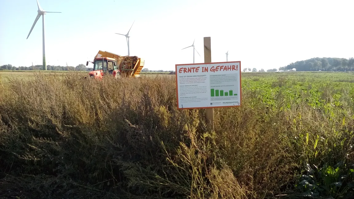 Mit seiner Teilnahme an der Aktion „Schau ins Feld!" hat Olaf Henke gezeigt, welche Folgen der Verzicht auf Pflanzenschutz hat. Das Unkraut hat die Zuckerrüben überwuchert. Das Ergebnis sind kleine Zuckerrüben, die kaum geerntet werden können. Foto: Olaf Henke