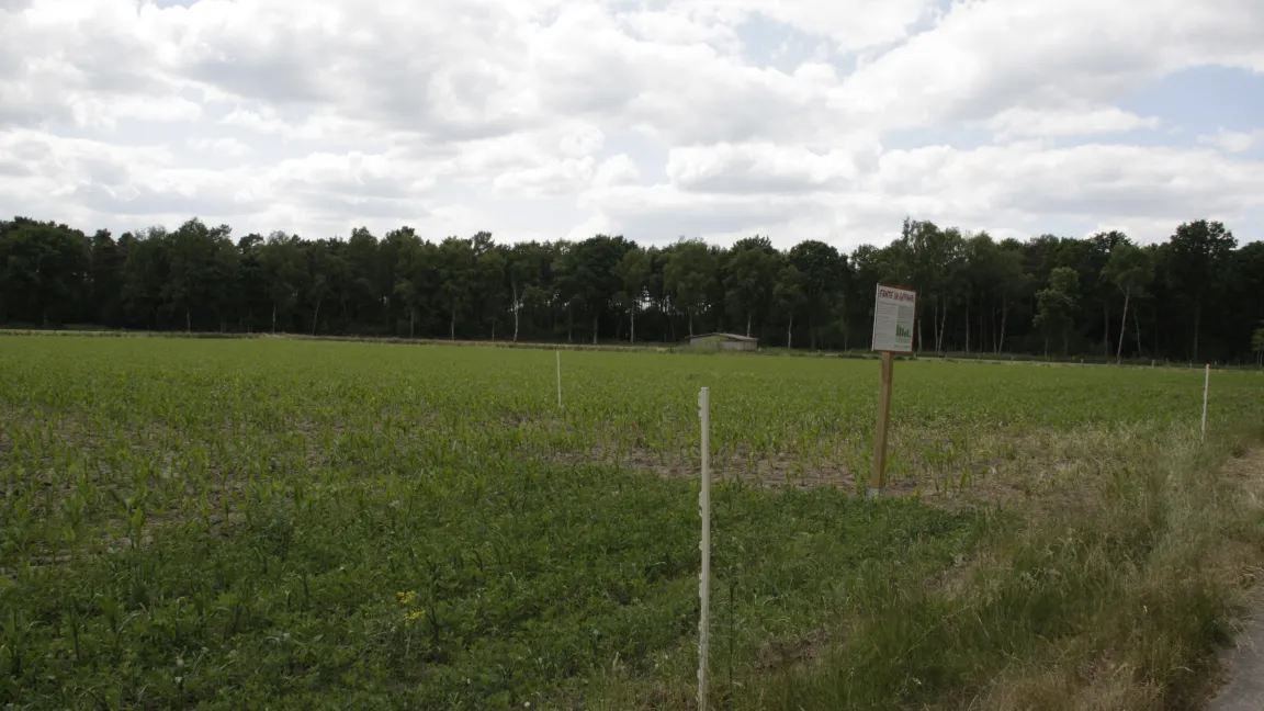 Das Mais-Schaufenster liegt direkt am Radweg an der B 214. Man sieht deutlich den Unterschied, wo Pflanzenschutzmittel ausgebracht wurden und wo nicht. Foto: Angelika Sontheimer