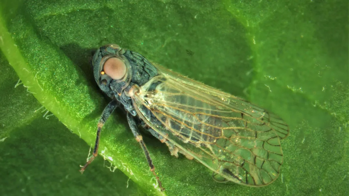Die heimische Schilf-Glasflügelzikade überträgt als „Vektorinsekt“ ein für Zuckerrüben schädliches Bakterium, das das Syndrome Basse Richesse hervorruft. Foto: Rostas/Uni Göttingen