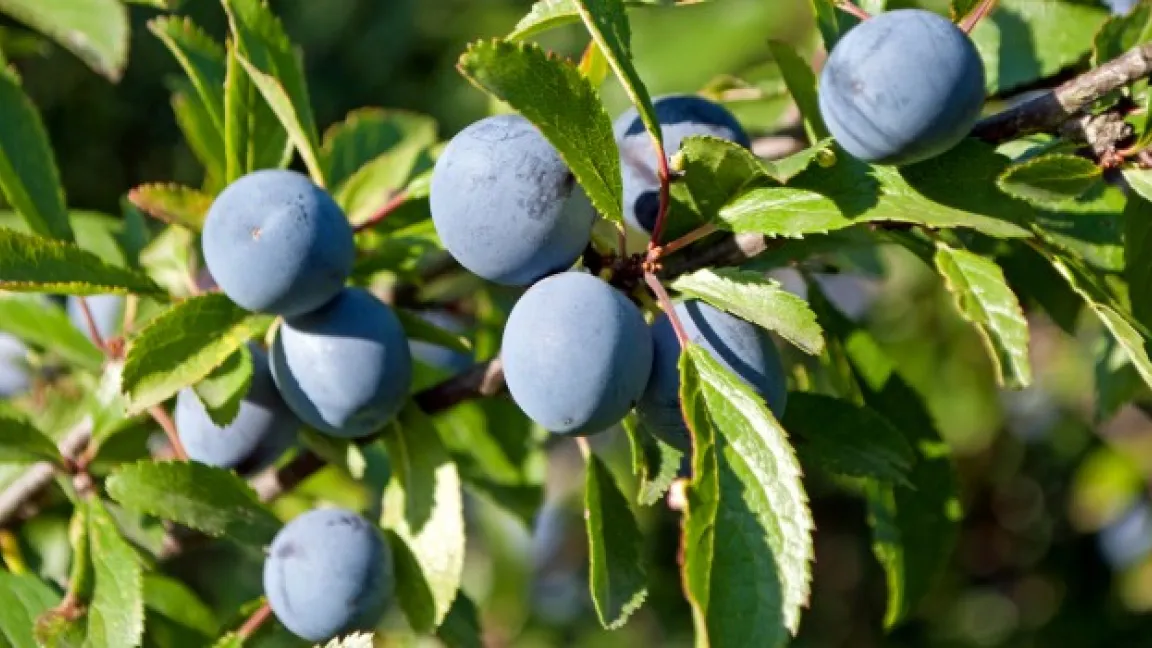 Im Herbst schön anzusehen, aber noch nicht genießbar. Foto: Fotolia