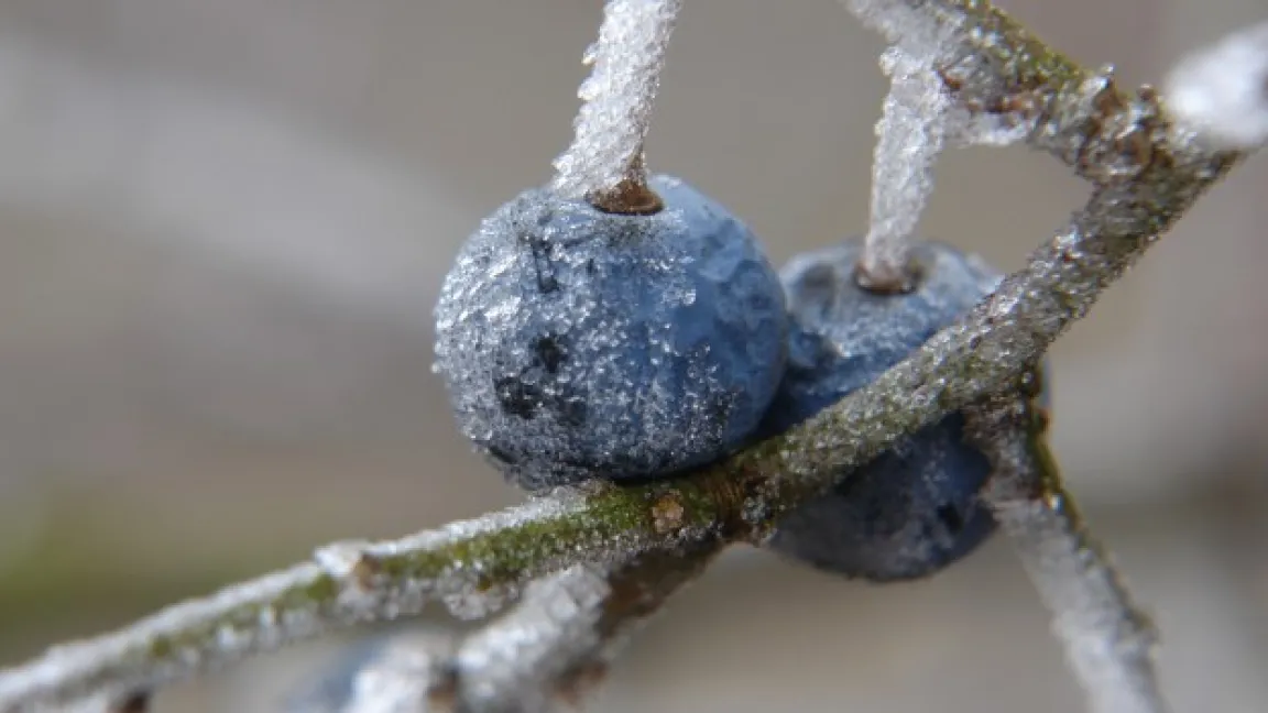 Schlehen schmecken erst so richtig nach dem ersten Frost. Foto: Fotolia