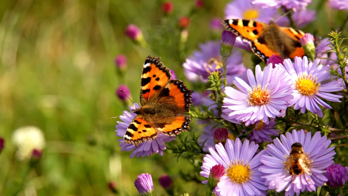 Ein Naturgarten ist ein Lebensraum auch für Insekten. Foto: istock