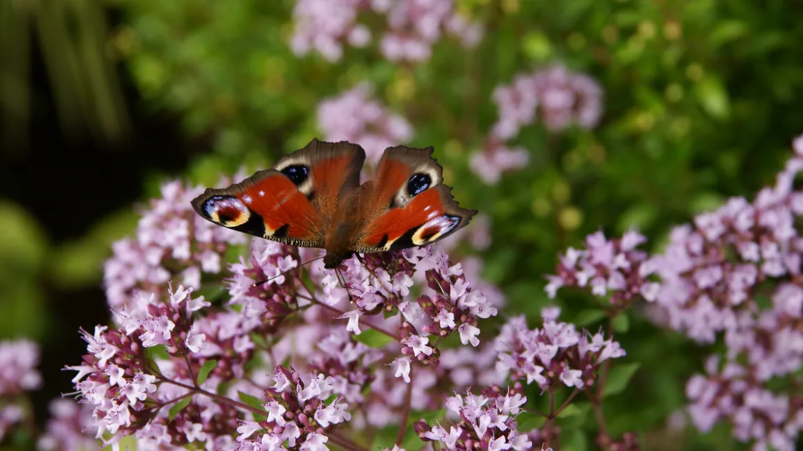 Oregano ist eine gute Bienenweide für Honigbienen, Schmetterlinge und Schwebfliegen. Foto: istock