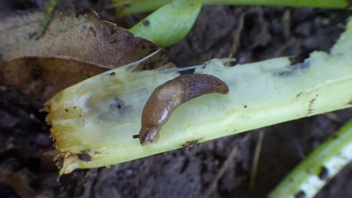 Schnecken mögen auch Sellerieblätter. Foto: Hortipendium