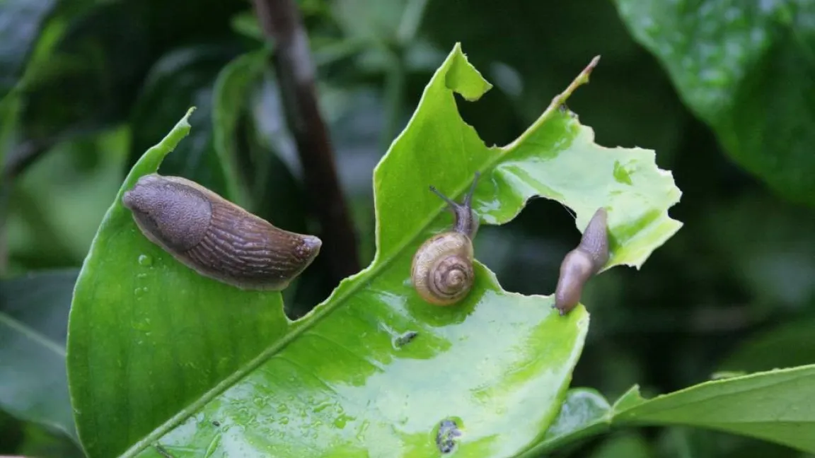 Schnecken können an weichen Blättern starke Schäden verursachen. Foto: Heinrich Beltz