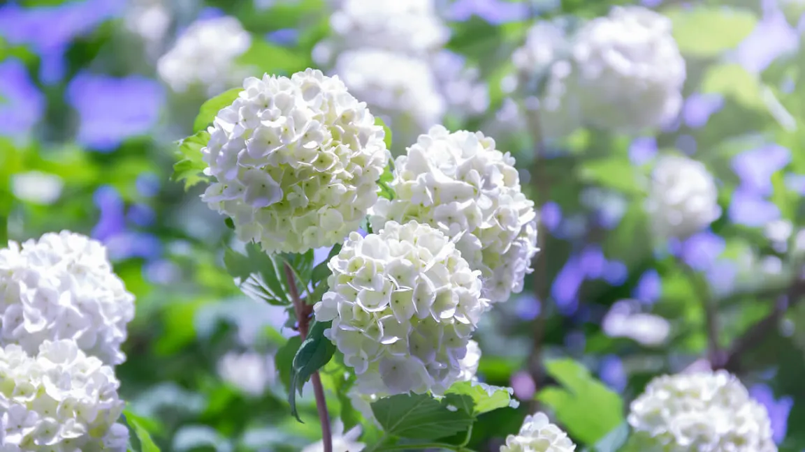 Nominiert in der Kategorie "Gehölze": Der Schneeball. Foto: istock