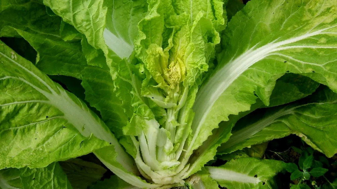 Wenn die Jungpflanzen zu viel Kälte abbekommen, dann schossen sie. Es bildet sich ein Blütenstand, die Pflanze wird ungenießbar. Foto: J. Schalghecken / DLR