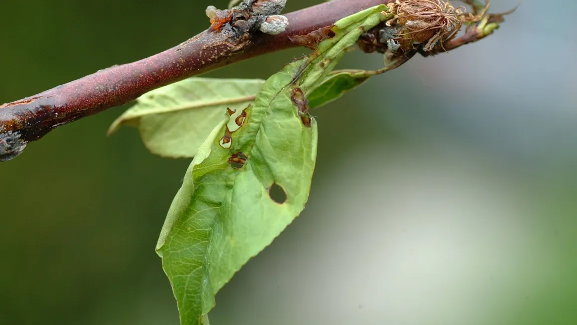 Bei der Schrotschusskrankheit bilden sich zunächst braune Flecken auf den Blättern, die später absterben und aus dem Gewebe herausfallen. Foto: hortipendium.de