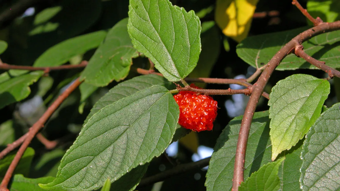 Obwohl auch die Früchte des Schwarzen Maulbeerbaums sehr schmackhaft sind. Foto: Naturganznah