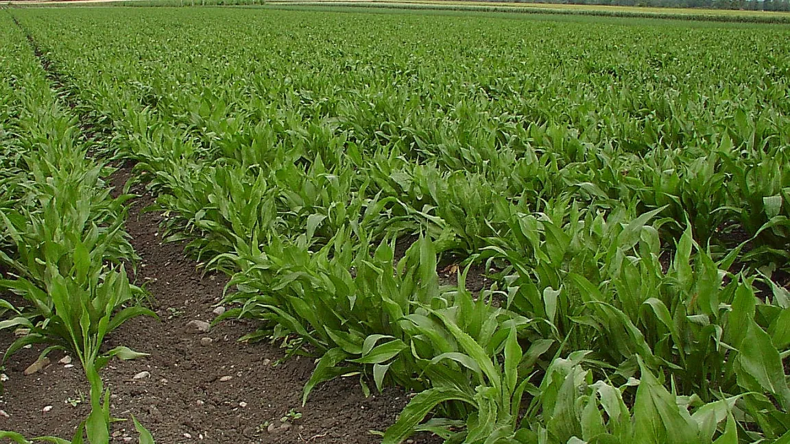 Schwarzwurzeln sind anfällig für Pilzkrankheiten wie Falscher Mehltau. Foto: wikipedia