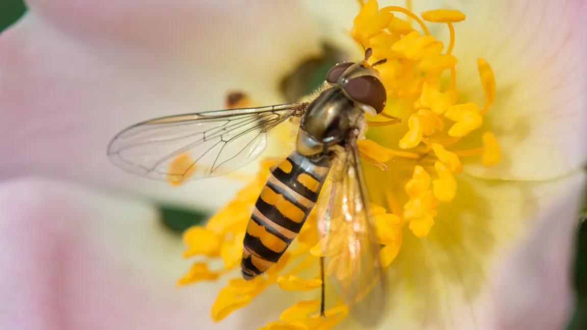 Die Schwebfliege (Eisytphus balteatus) hilft unter anderem gegen die Blutlaus und Kohlblattlaus. Foto: Fotolia