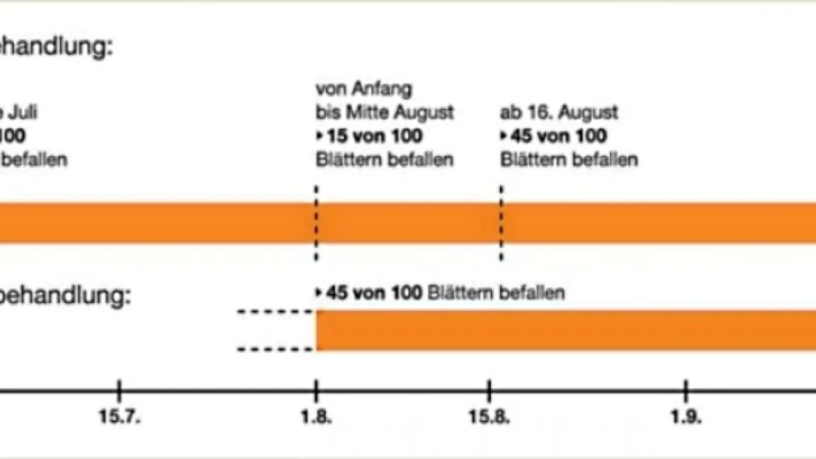 Treten die Blattkrankheiten früh auf, lohnt eine Pflanzenschutzmaßnahme bereits bei sehr geringem Befall. Foto: KWS