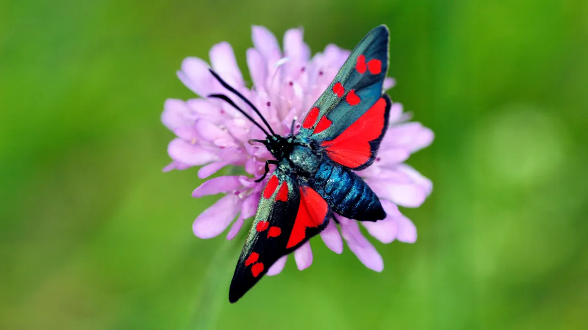 Nicht ganz so bekannt wie Tagfalter sind die Widderchen, hier ein Sechsfleck-Widderchen, auch Blutströpfchen genannt. Foto: Alamy