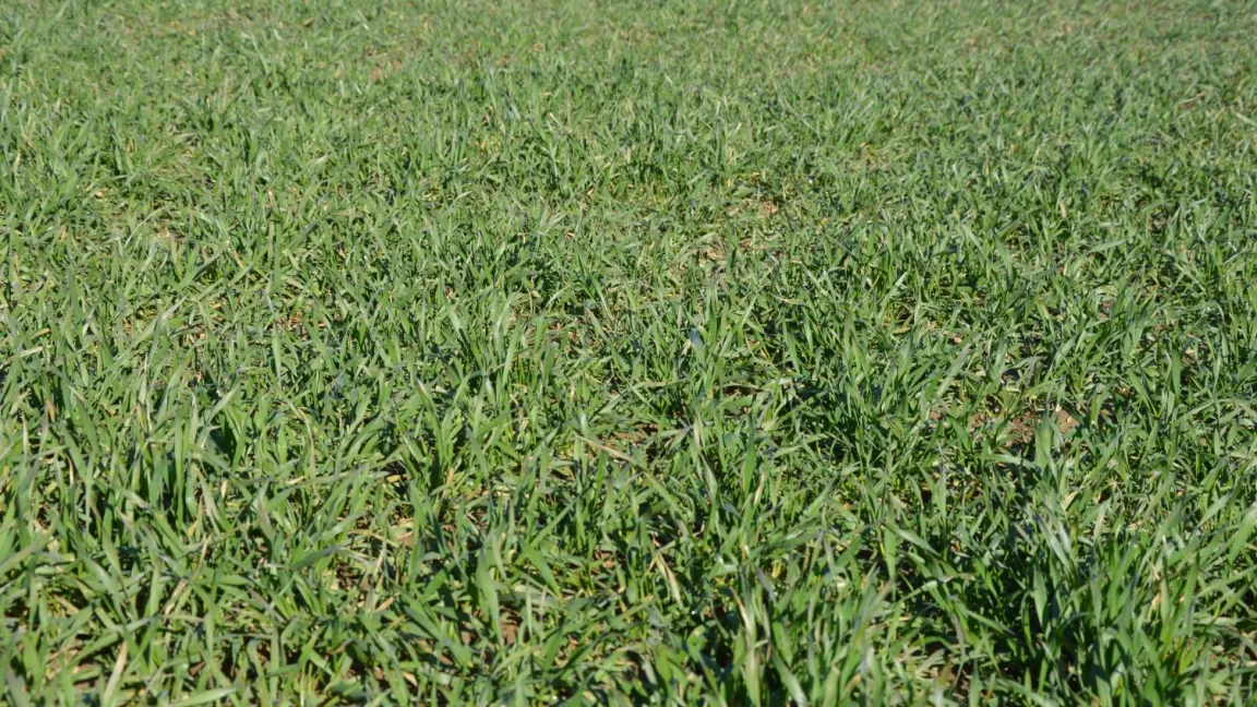 Zu dicht entwickelter Weizenbestand Ende Februar. Die erste Düngung sollte etwas später und in geringer Höhe erfolgen. Foto: Matthias Wiedenau