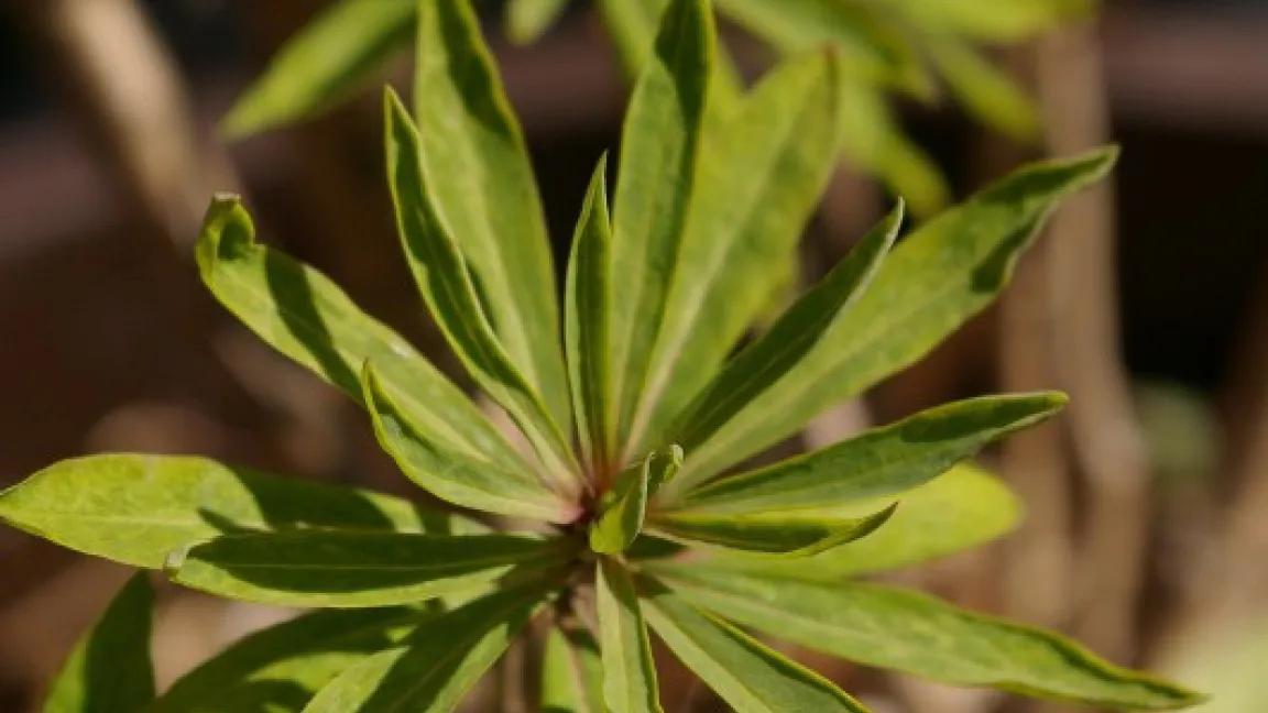 Kandidat in der Kategorie Gehölz: Der Seidelbast. Foto: Helge Masch