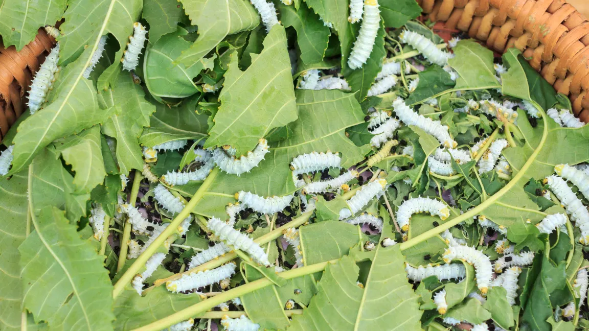 Früher war die Seidengewinnung durch Seidenraupen ein großes Geheimnis. Foto: Fotolia