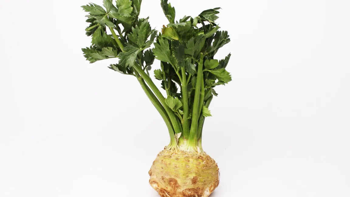 Knollensellerie hat einen charakteristischen erdigen, würzigen und süßlichen Geschmack. Foto: T. Reckmann / Pixelio