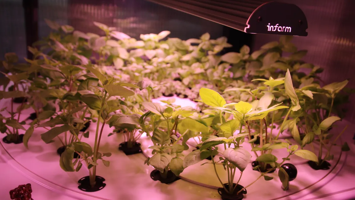 Die Setzlinge werden ins Zentrum der Gewächshausplatte gesetzt und "wachsen" dann - indem die äußeren, ausgewachsenen Pflanzen geerntet werden - langsam nach außen. Foto: Catrin Hahn