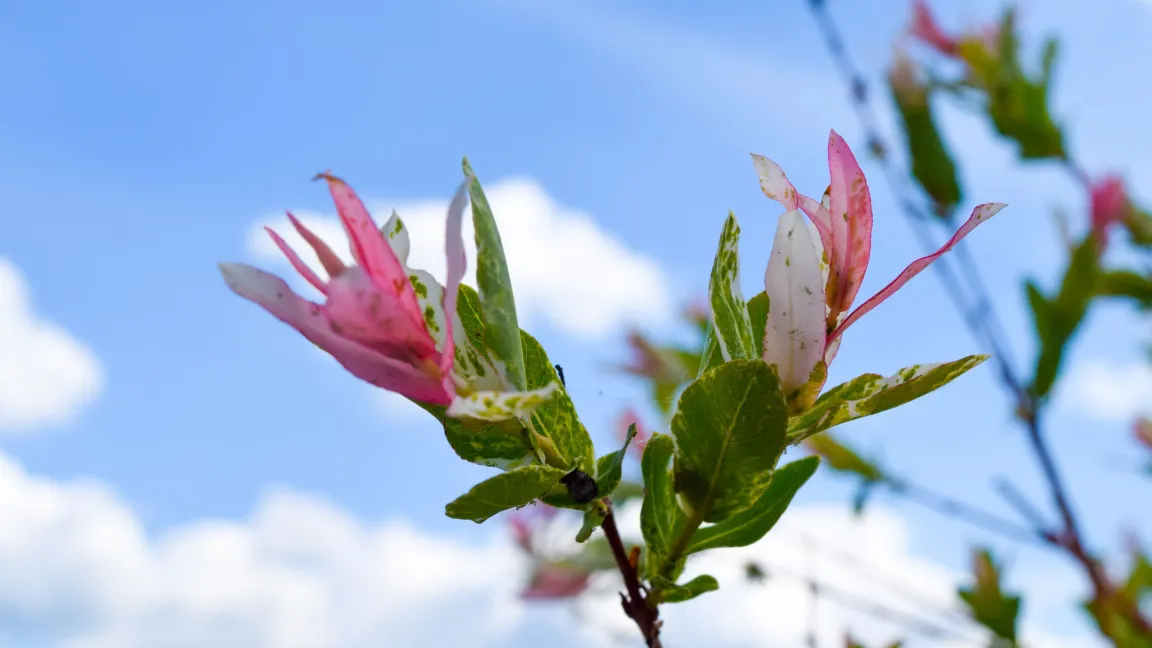 Besonders die rosaroten Blattaustriebe machen die Zierweide so attraktiv. Foto: Shutterstock