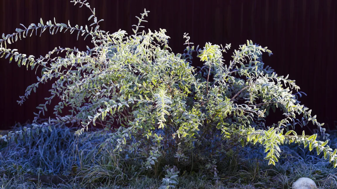 Die Harlekinweide ist winterhart und macht auch bei Frost eine gute Figur. Foto: Shutterstock