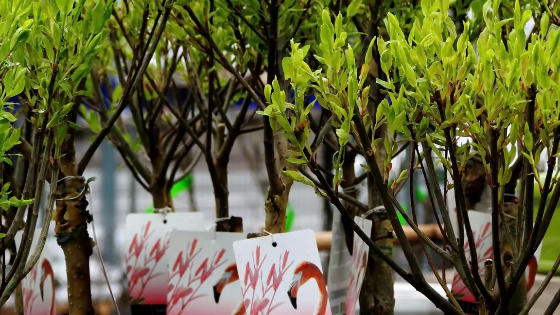 Salix integra ‘Hakuro Nishiki’ wird auch als „Flamingobaum“ vermarktet. Foto: Shutterstock