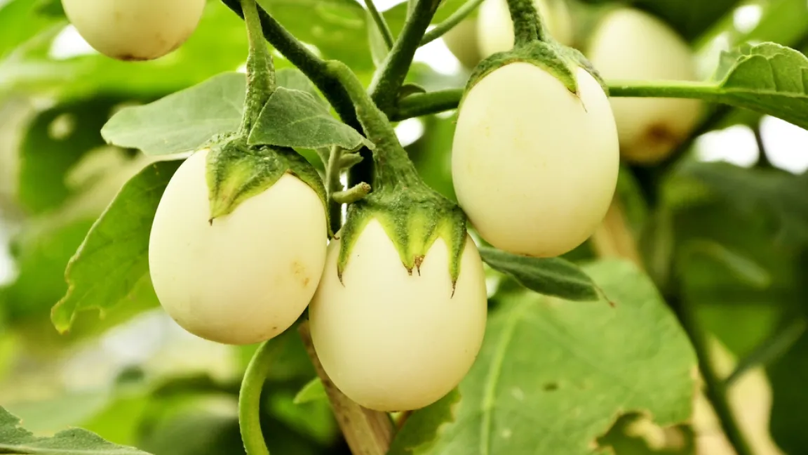 Oft wird der Eierbaum bei Hobbygärtnern nur wegen seines Zierwerts angebaut. Die weißen Mini-Auberginen mit dem Aussehen von Gänseeiern können in der Küche wie ihre größeren Auberginen-Vettern verwendet werden. Foto: shutterstock