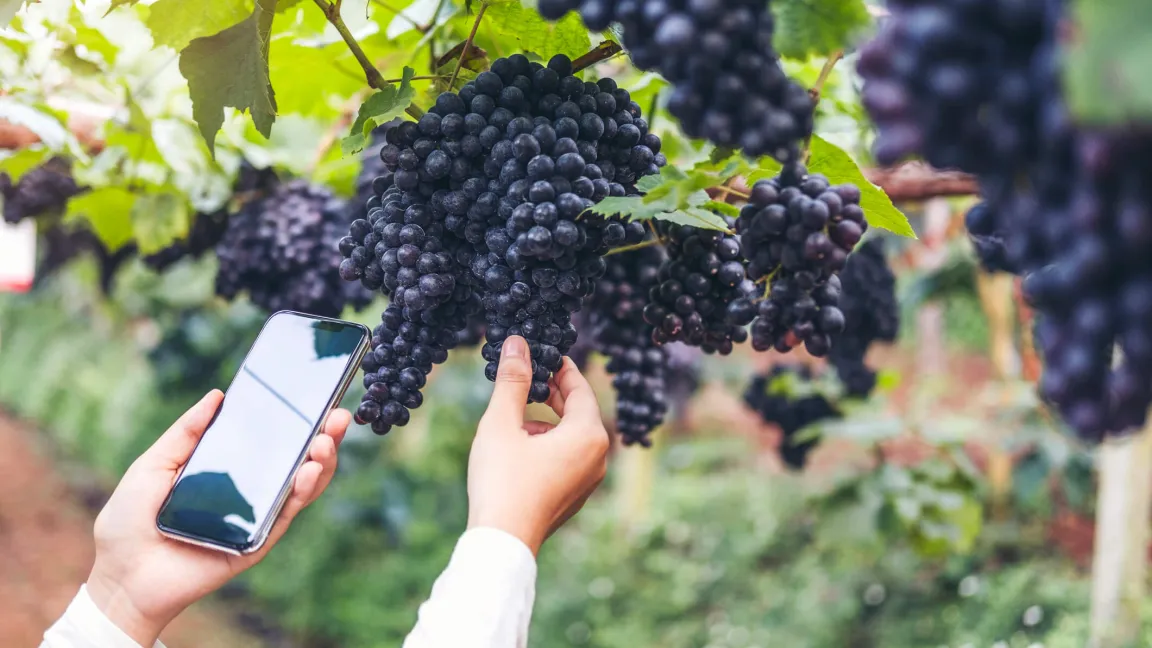 Mit der Smartphone-App kann der Schädlingsbefall leichter bestimmt werden. Foto: istock