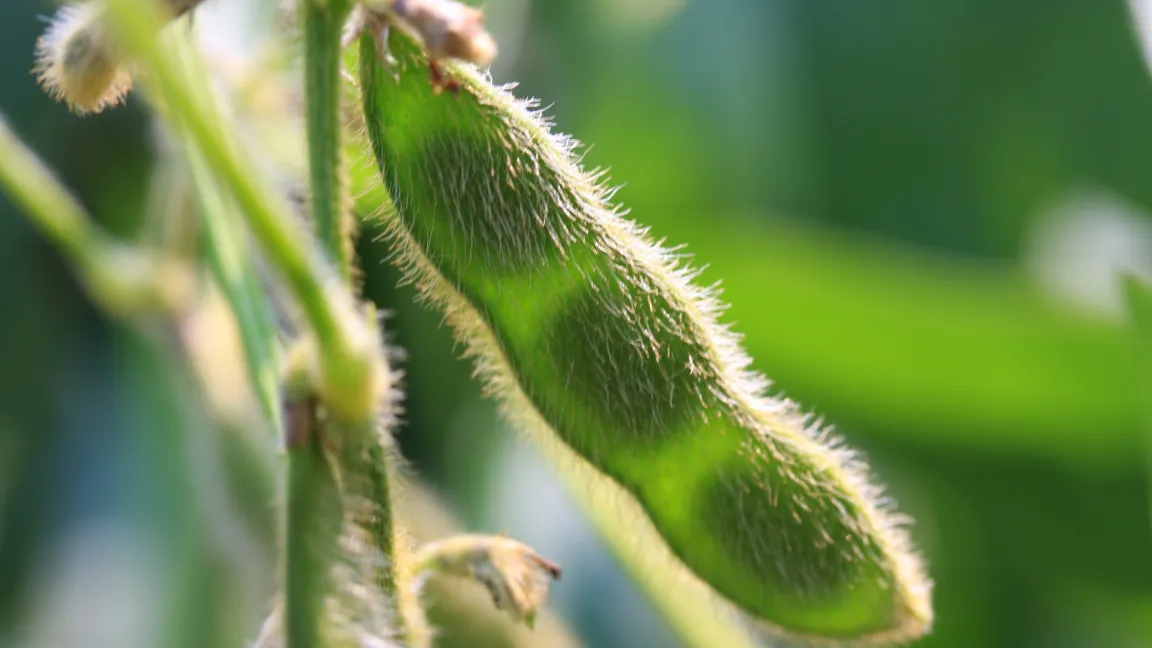 Die Landwirte der wichtigsten Exportländer bauen größtenteils gentechnisch veränderte Sojabohnen an. Foto: istock