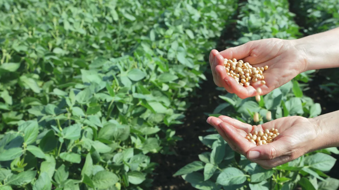 Auch der Soja-Anbau mit gentechnisch veränderten Pflanzen steigt. Foto: Fotolia