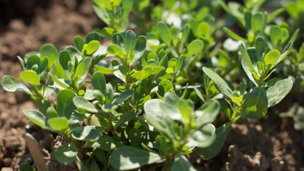 Gemüse, Gewürz und auch Unkraut: der Sommerportulak. Foto: meine-ernte.de