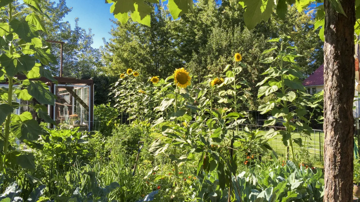 Blumen und Gemüse lassen sich sehr gut in die Gestaltung eines Naturgartens einbeziehen. Foto: istock