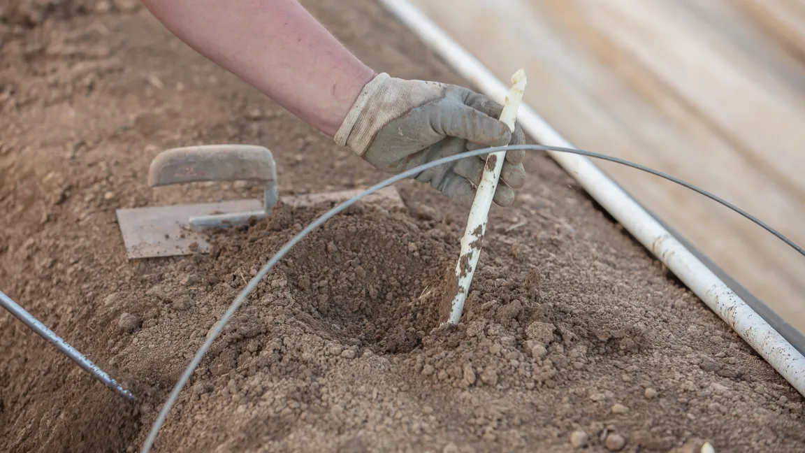 Die Erntehelfer legen die Stangen von Hand frei und stechen sie mit Spezialmessern in etwa 25 Zentimetern Tiefe ab. Verband Süddeutscher Spargel- und Erdbeeranbauer (VSSE)