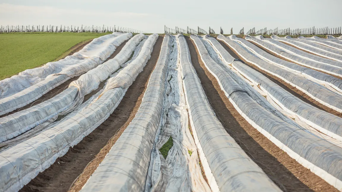 Folien und Minitunnel schützen vor Ernteeinbußen bei der Spargelernte. Foto: Verband Süddeutscher Spargel- und Erdbeeranbauer (VSSE)