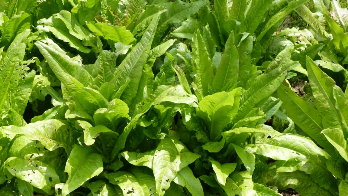 Während des Rosettenwachstums können die Blätter von Lactuca sativa var. angustana als Salat geerntet werden. Foto: Shutterstock