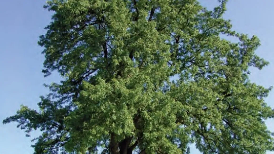 Der Speierling ist nicht nur ein Blickfang auf der Streuobstwiese oder am Waldrand, er hat auch eine ganze Menge zu bieten. Foto: DLR Rheinpfalz, Rheinbach
