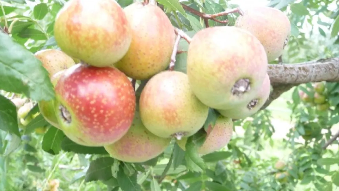 Sehr birnen- und apfelähnlich und doch ganz anders: kleiner und ausgestattet mit einer Fülle von Talenten. Foto: DLR Rheinpfalz, Rheinbach