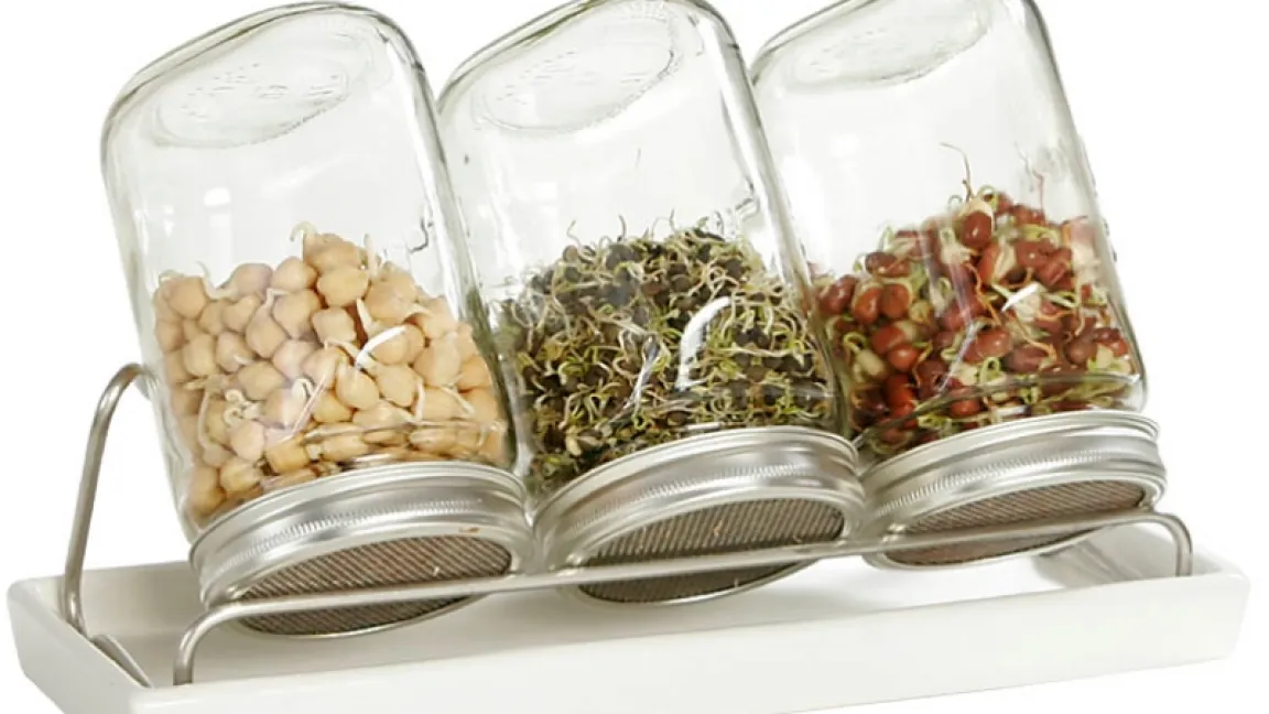 In Sprossengläsern lässt sich problemlos über das ganze Jahr hochkonzentrierte Nahrung erzeugen. Foto: Eschenfelder