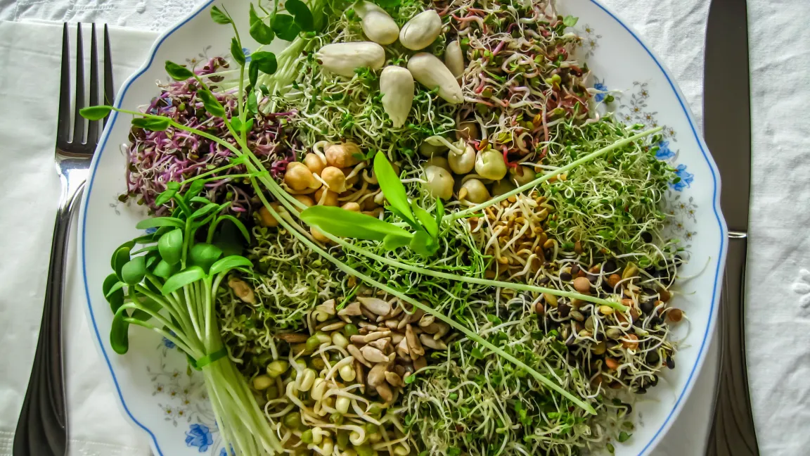 Besonders im Winter bei nachlassender Versorgung mit saisonalem Gemüse bereichern Sprossen unsere Ernährung, weil sie ernährungsphysiologisch besonders wertvoll sind. Foto: isotck