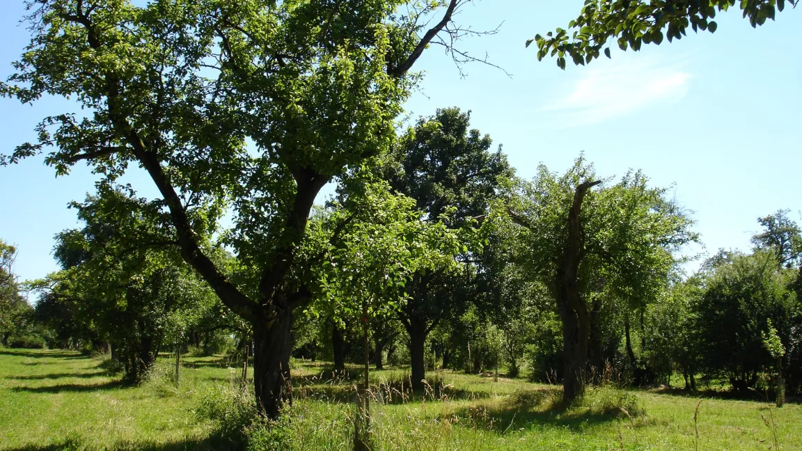 Streuobstwiesen gehören zu den artenreichsten Biotopen in Mitteleuropa. Beim regelmäßigen und fachgerechten Schnitt der Bäume soll künftig der autonome Roboter der Universität Hohenheim unterstützen. Foto: Uni Hohenheim / Dorothea Elsner